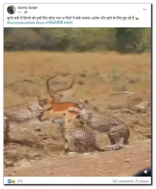 Video From Kenya Shared As Cheetahs Hunting Deer In Kuno National Park | BOOM
