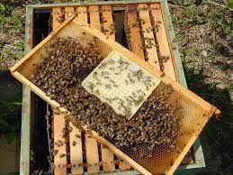 Queen Rearing Cupkit Box Queen Rearing System Cupularve Beekeeping Tool In Terrariums Accessories From Home Bee Keeping Beekeeping Tools Bee Keeping Supplies