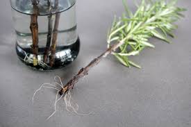 Image result for rosemary cuttings