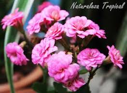 Flores Variedad Rosada Doble De La Planta Suculenta Kalanchoe Blossfeldiana Existen Otras Variedades Con Flores Blanc Cacti And Succulents Plants Succulents