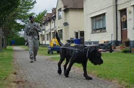Despite its status as a royal air force station, it. A New Breed Of Dog Is Sniffing Around Raf Mildenhall Europe Stripes