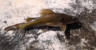 Tumbuh kembang ikan patin tergolong cepat sama juga seperti ikan lele, yang bisa melahap umpan apa saja yang ada didepannya, ikan ini juga. Cara Mancing Ikan Baung