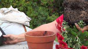 Get tips on gardening with mums with help from an experienced decor expert in this free video series. How To Plant Mums In Both Sun Shade Gardening With Mums Youtube