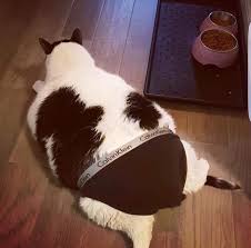 Sisko Kedilerin Birbirinden Komik Ama Bir O Kadar Da Tatli Fotograflari 2020 Komik Kedi Komik Hayvan Fotograflari