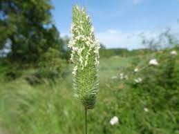 Image result for Phalaris