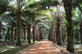 Sawit ini milik estate yah atau perusahaan. The History Of Indonesian Palm Oil Development Since Colonialization Era Palm Oil Indonesia Asia