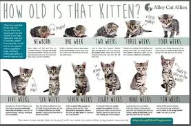 We just adopted our 2nd kitten. Why Is My Female 8 Week Old Kitten Peeing On My Bed Quora