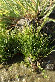 Image result for Isolepis sp.no.1