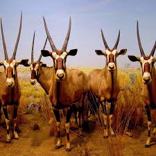 Robert Latorre — Photographer