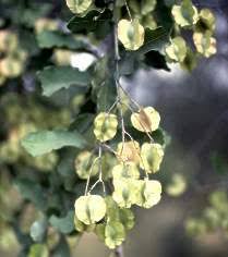 Image result for Combretum imberbe