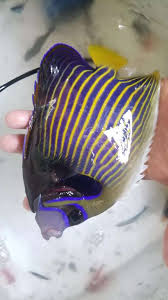 Perawatan ikan ini pun cukup mudah. Ikan Hias Air Laut Hewan Peliharaan 798686912