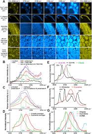 In animal skin tissue cell division is responsible for. Optical Imaging Of Metabolic Dynamics In Animals Biorxiv