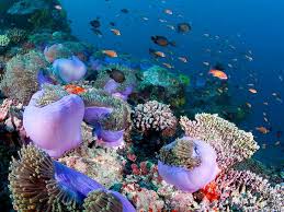 Travel Coral Reef Marine Life Wild Animals Pictures