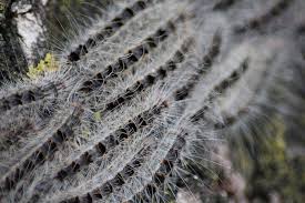 Pin Von Tipps Und Tricks Auf Butterflies And Moths And The Like Eichenprozessionsspinner Raupe Insekten