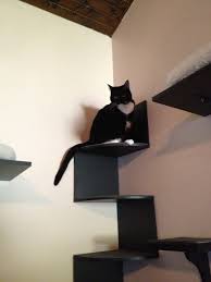 Diy Cat Wall Cat Shelves Cats Catshelves Cat Wall Cat Shelves Diy Cat Shelves