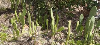 Some preliminary evidence shows that prickly pear cactus can decrease blood sugar. Opuntioid Cactus Control Agriculture And Food