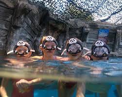 zwembad kempervennen in westerhoven eindhoven kempervennen aqua mundo center parcs vakantiepark met subtropisch zwembad aqua eindhoven zwembad