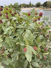 Image result for Cephalanthus