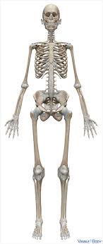 Altogether, the skeleton makes up about 20 percent of a person's body weight. Glossary Of The Skeletal System Learn Skeletal Anatomy
