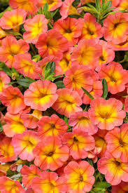 Image result for calibrachoa million bells