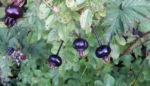 Bartenders Guide To Foraging Rose Hips