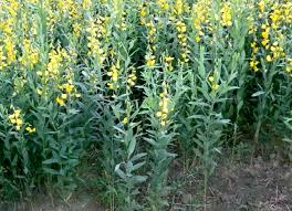 Image result for Crotalaria quarrei
