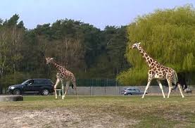Hier findest du die öffnungszeiten vom safariland stukenbrock. Quermania Zoo Safariland Stukenbrock Freizeitpark In Nordrhein Westfalen Schloss Holte Stukenbrock Urlaub Ausflugsziele Und Sehenswurdigkeiten Quer Durch Deutschland