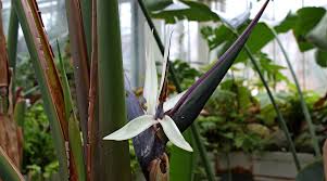 Image result for Strelitzia alba
