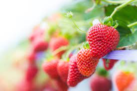 Strawberries like to have plenty of space to grow and flourish. How To Grow Diy Hydroponic Strawberries Horticulture Co Uk