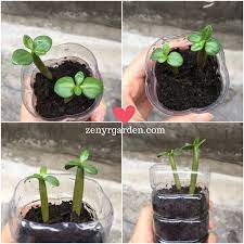 How Do You Take Care Of A Desert Rose Seedling Desert Rose Plant Desert Rose Care Desert Rose