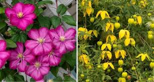 Spring blooming clematis bloom on last year's wood from buds produced during the last growing season. All About Clematis My Garden Life