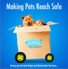 Best pet relocation service in bangalore; 18 Pet Relocation Ideas Pet Relocation Relocation Pets