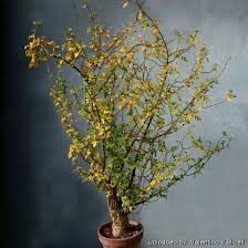 Image result for Burseraceae