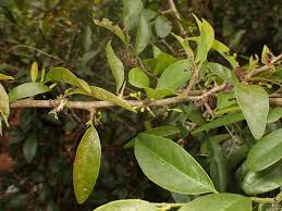 Image result for Ximenia americana