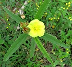 Image result for Melhania prostrata