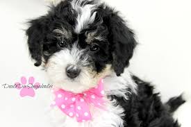 Black And White Sheepadoodle For Sale Micro Mini Sheepadoodle Available Sheepadoodle Sheepadoodle Puppy Mini Bernedoodle