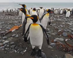 Der königspinguin (aptenodytes patagonicus) ist der zweitgrößte pinguin nach dem kaiserpinguin. Konigspinguin Fakten Bilder Mehr Uber Konigspinguin