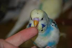 kuslar hakkinda yararli bilgiler muhabbet kusu cinsiyeti