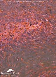 Maybe you would like to learn more about one of these? Baby Koi Peanuts
