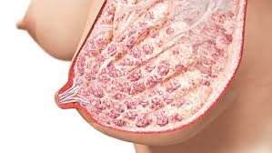 Breast Anatomy Changes In The Breast Medela