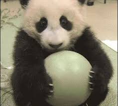 23 Animal Gifs That Should Be World Famous Animal Gifs Cute Animals Funny Animals