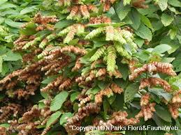 Image result for Flemingia