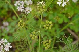 Image result for Chlorophytum amplexicaule