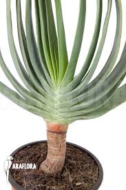 .*kumara* *plicatilis* was previously known as aloe plicatilis. Araflora Exotic Flora More Aloe Plicatilis