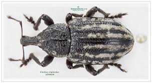 Image result for Plinthus