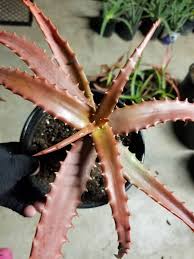 Image result for Aloe cameronii