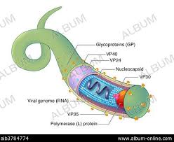 Image result for Filoviridae