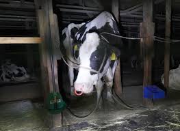 畜産動物たちに希望を Hope For Animals｜鶏、豚、牛などのアニマルウェルフェア
