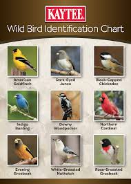 What Birds Do You See In Your Yard Use This Id Chart To
