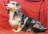 Cream Long Haired Standard Dachshund